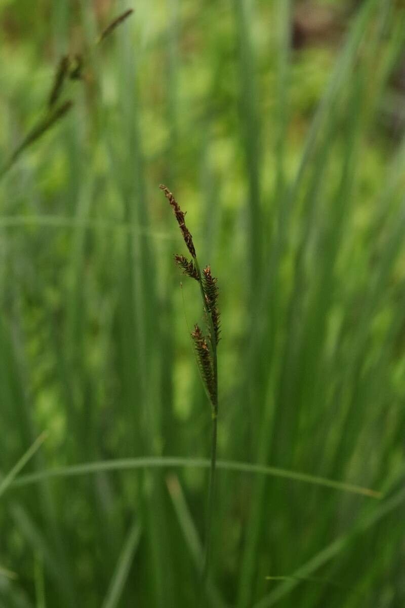 Carex heterolepis — houseplant care guide