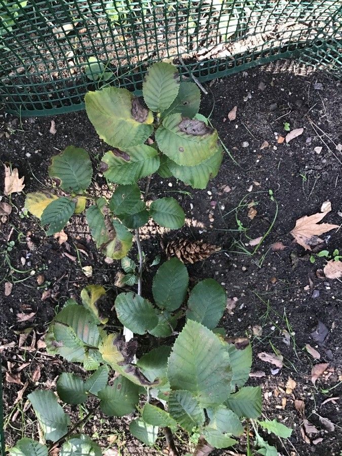 Betula megrelica — search result for 'Betula'