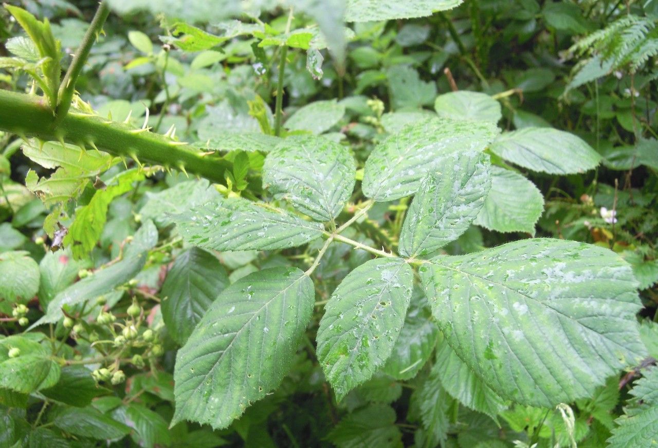 Rubus polyanthemus leaf