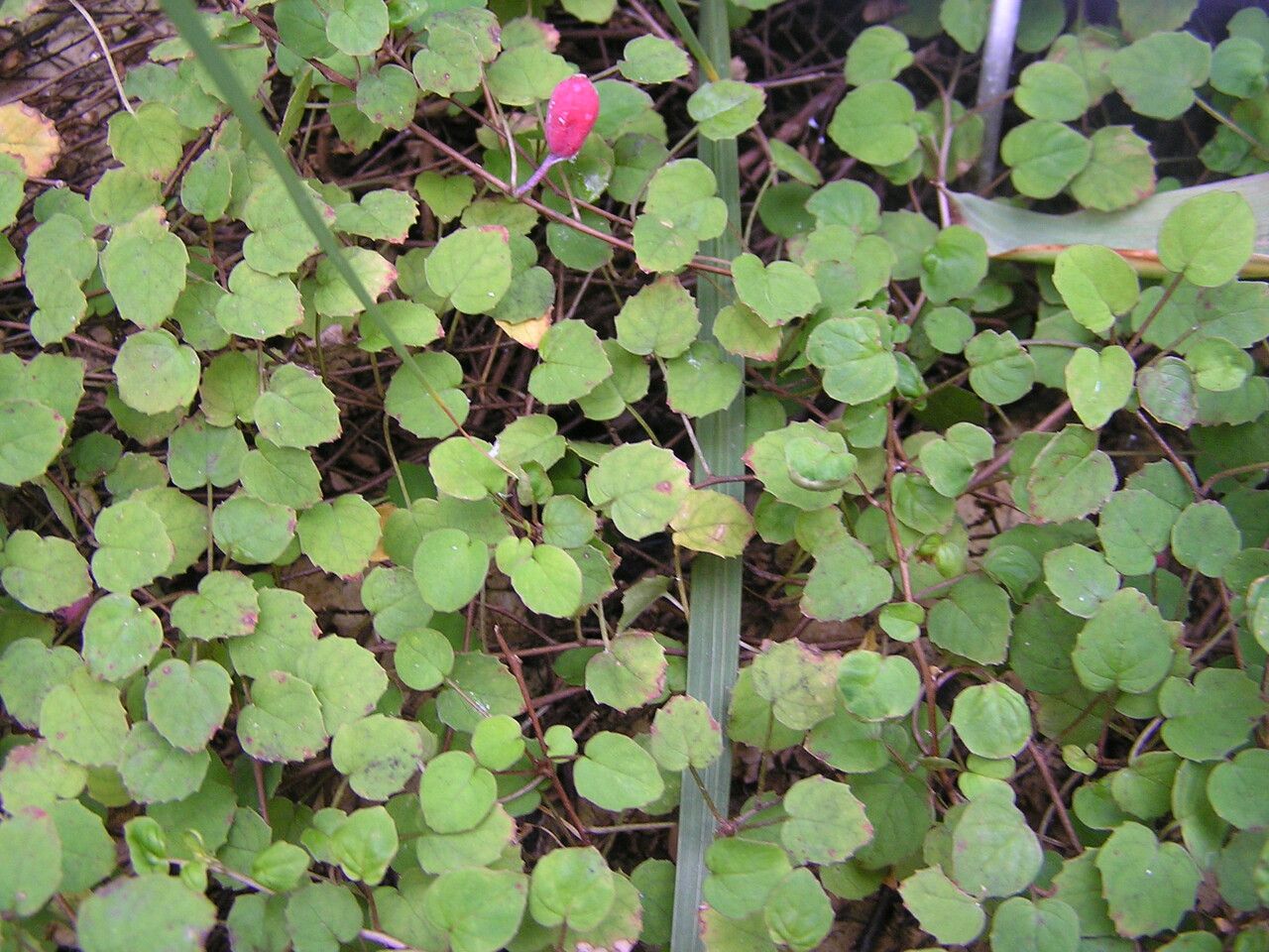 Fuchsia procumbens leaf