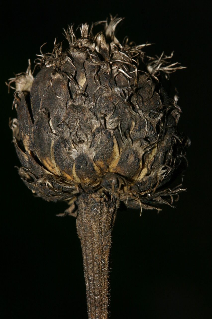 Cheirolophus mauritanicus habit