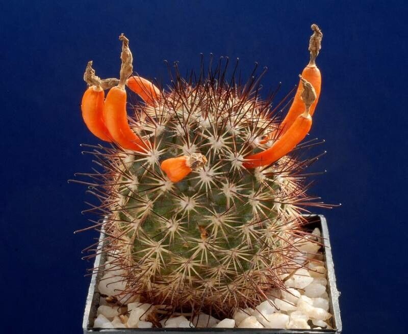 Cochemiea blossfeldiana flower