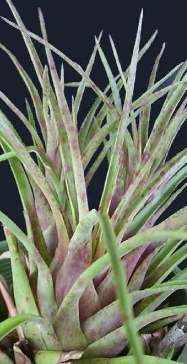 Vriesea flammea — search result for 'Vriesea'