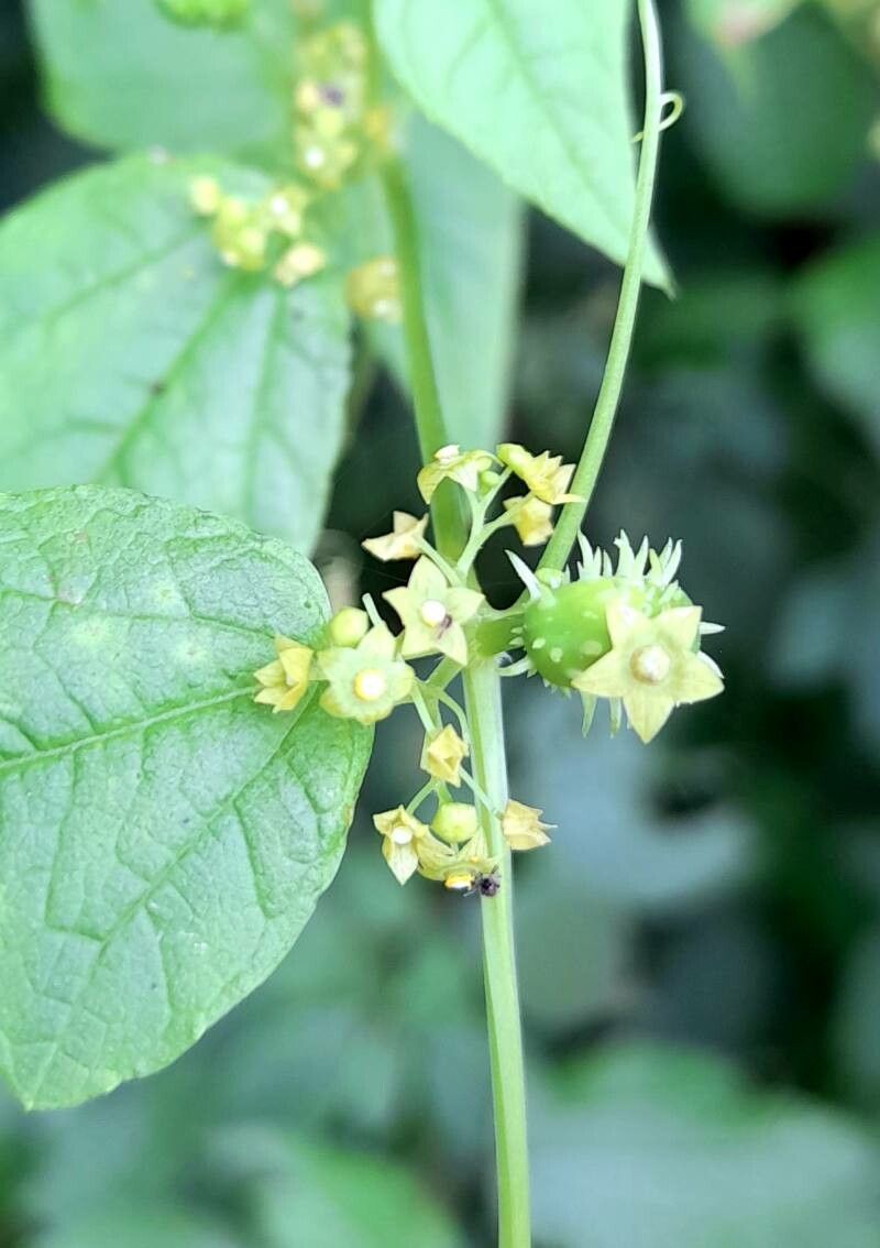 Cyclanthera tamnifolia flower