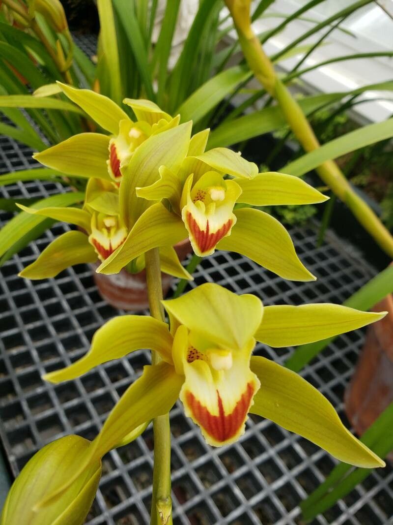 Cymbidium lowianum flower