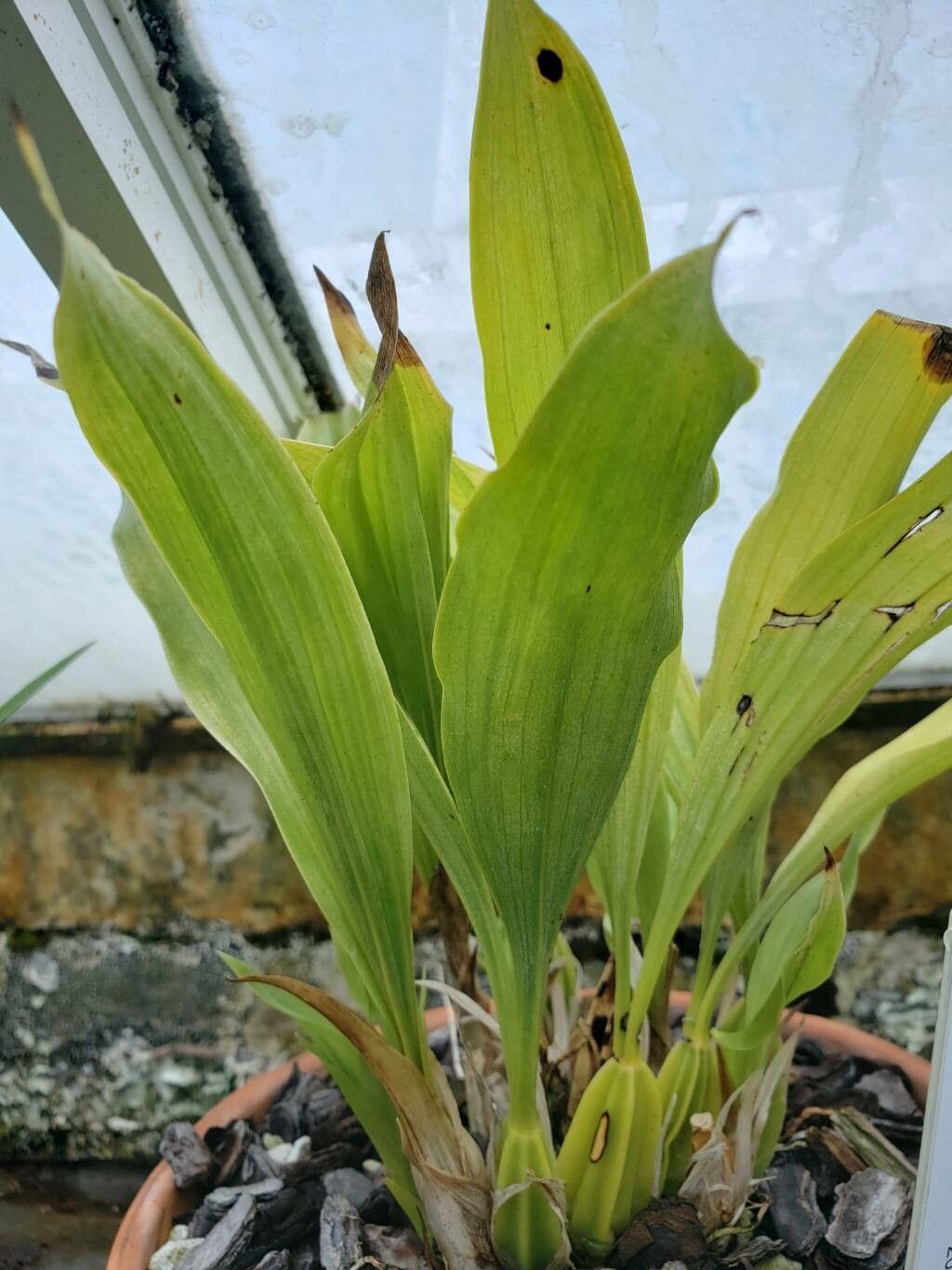 Gongora fulva — related species from the same genus