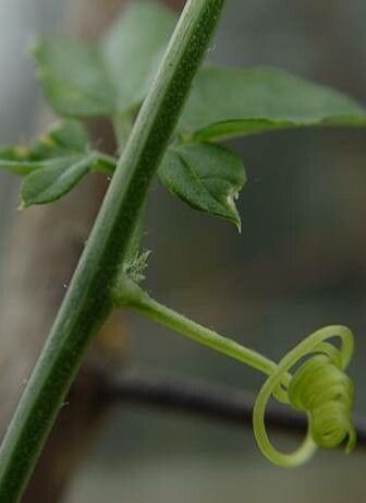 Momordica rostrata bark