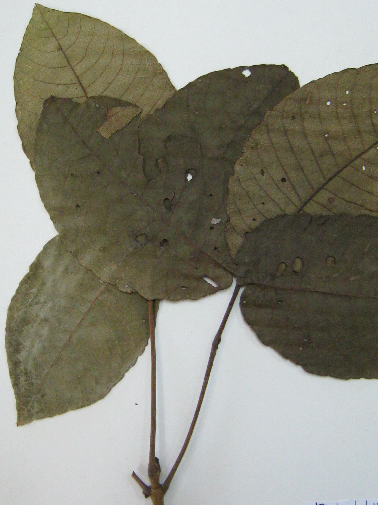 Caryocar villosum other