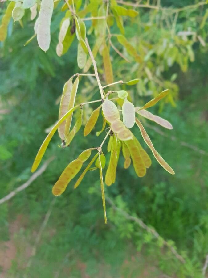 Mimosa bimucronata fruit