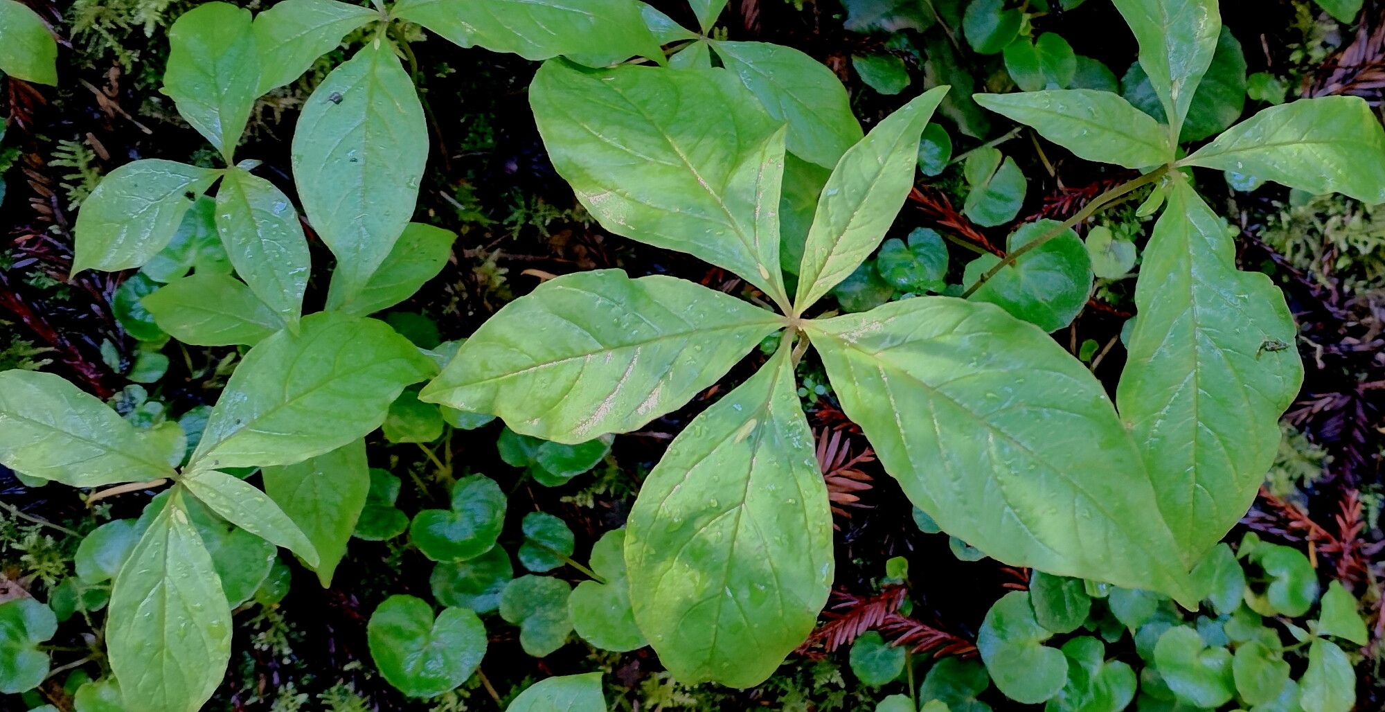 Lysimachia latifolia — search result for 'Lysimachia'
