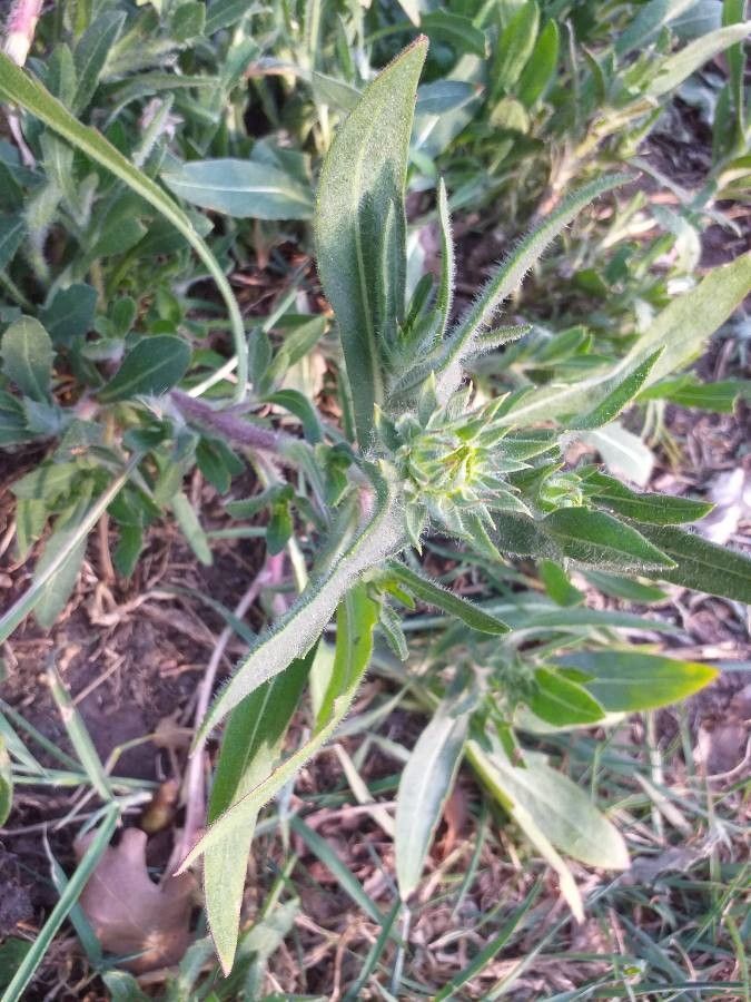 Gaillardia × grandiflora