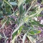 Gaillardia × grandiflora