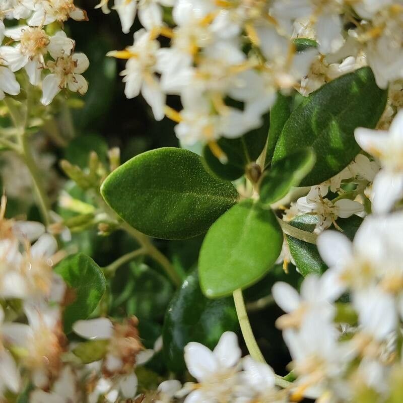 Olearia haastii — search result for 'Olearia'