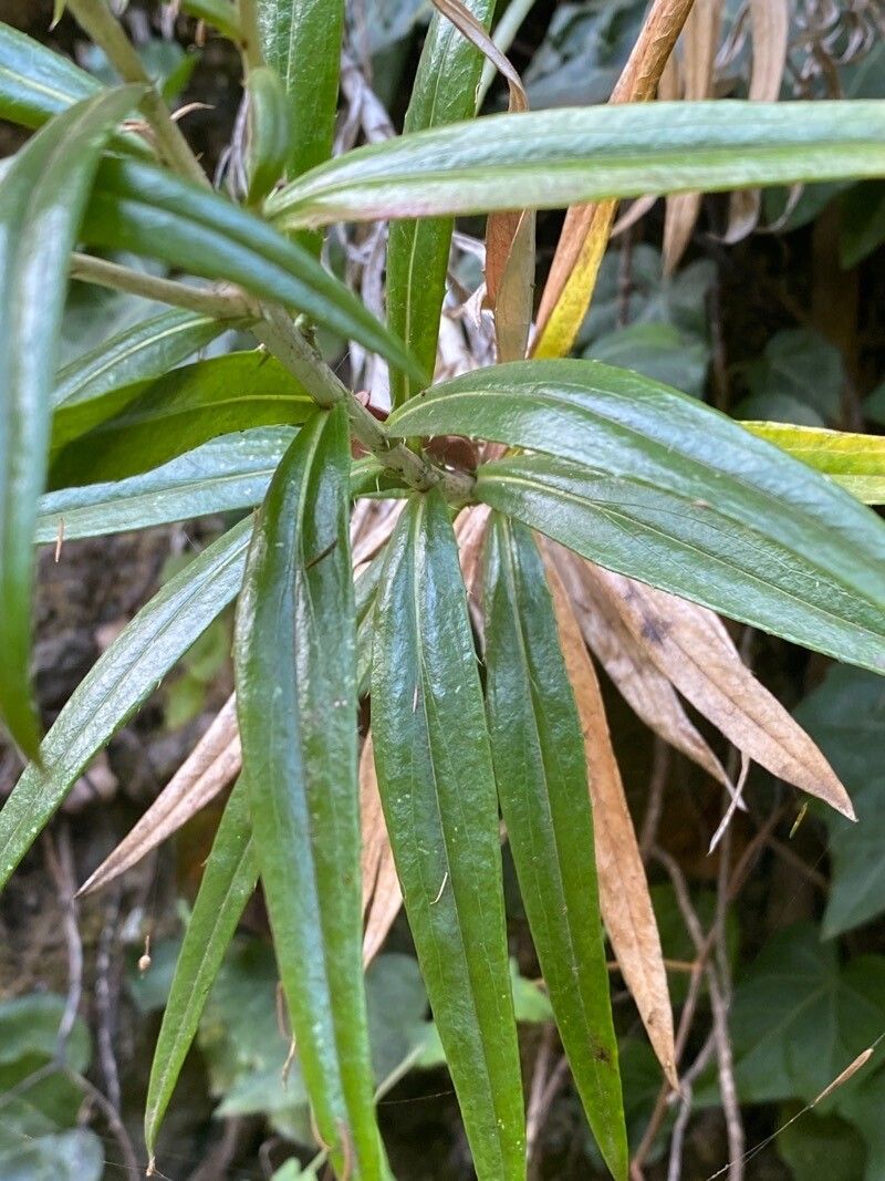 Carlina salicifolia leaf