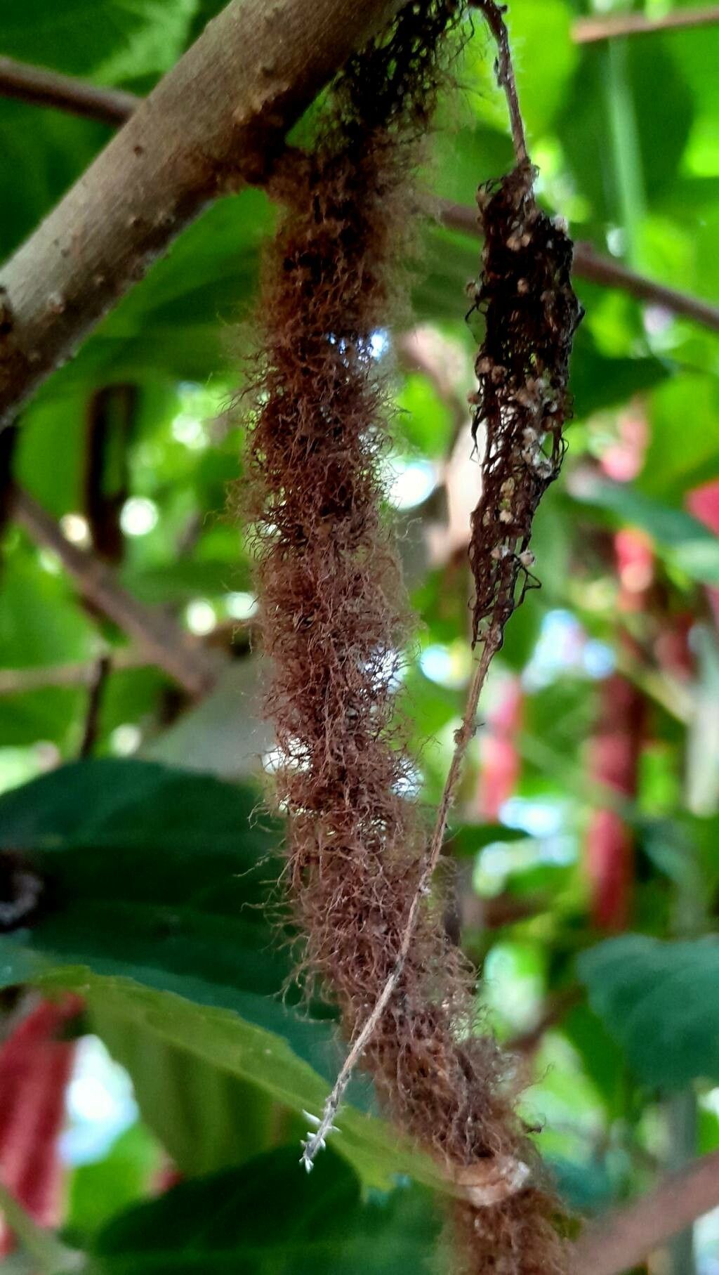 Acalypha hispida fruit