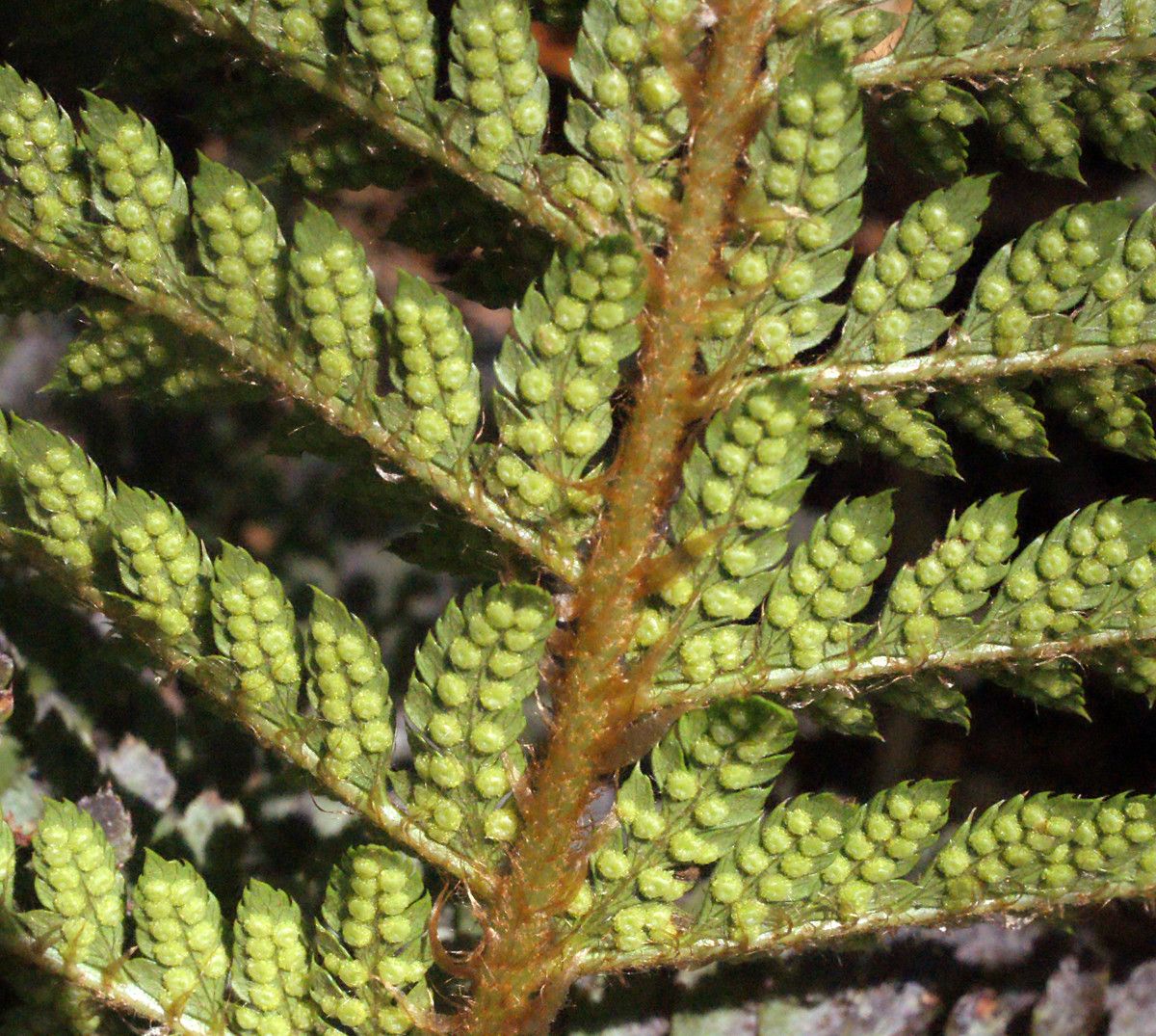 Polystichum sinense leaf