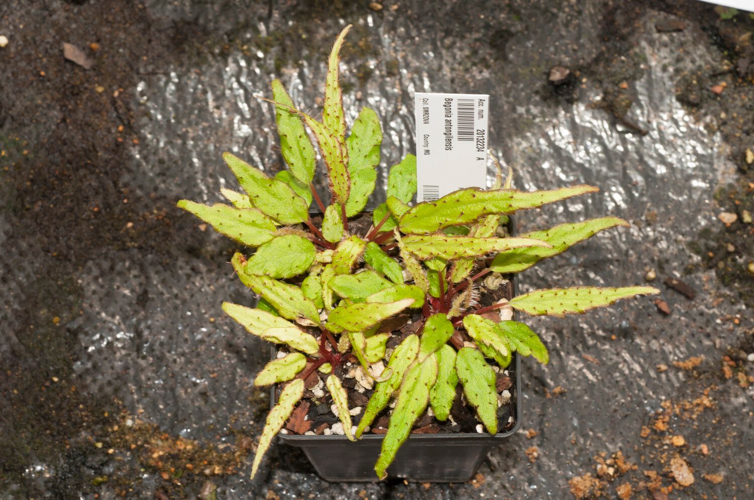 Begonia antongilensis habit
