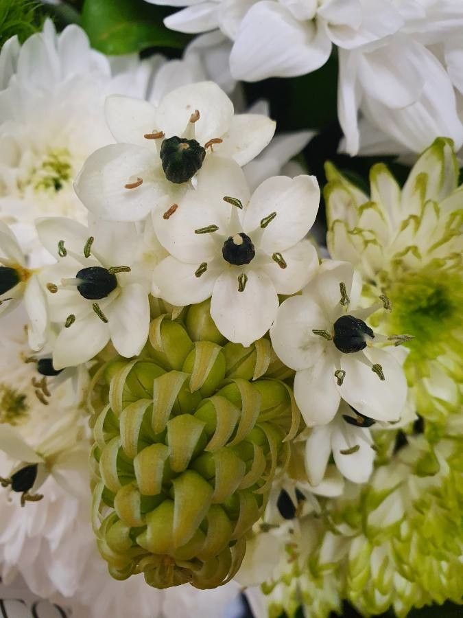 Ornithogalum arabicum flower