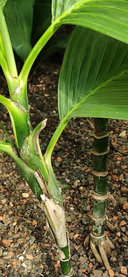 Chamaedorea ernesti-augusti bark