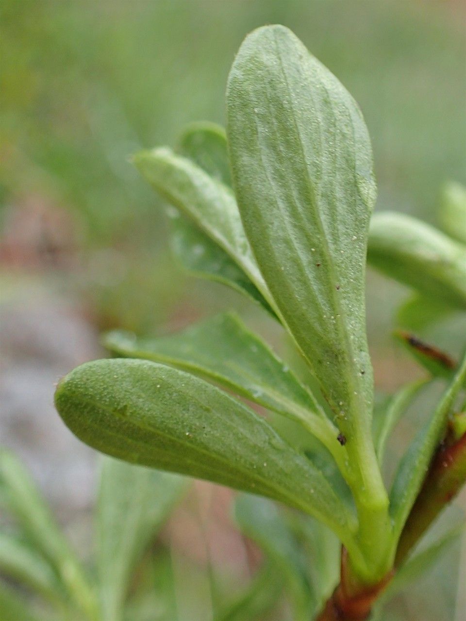 Salix retusa leaf