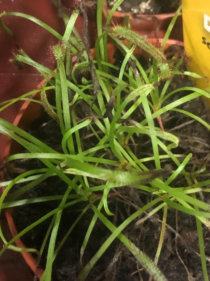 Drosera scorpioides