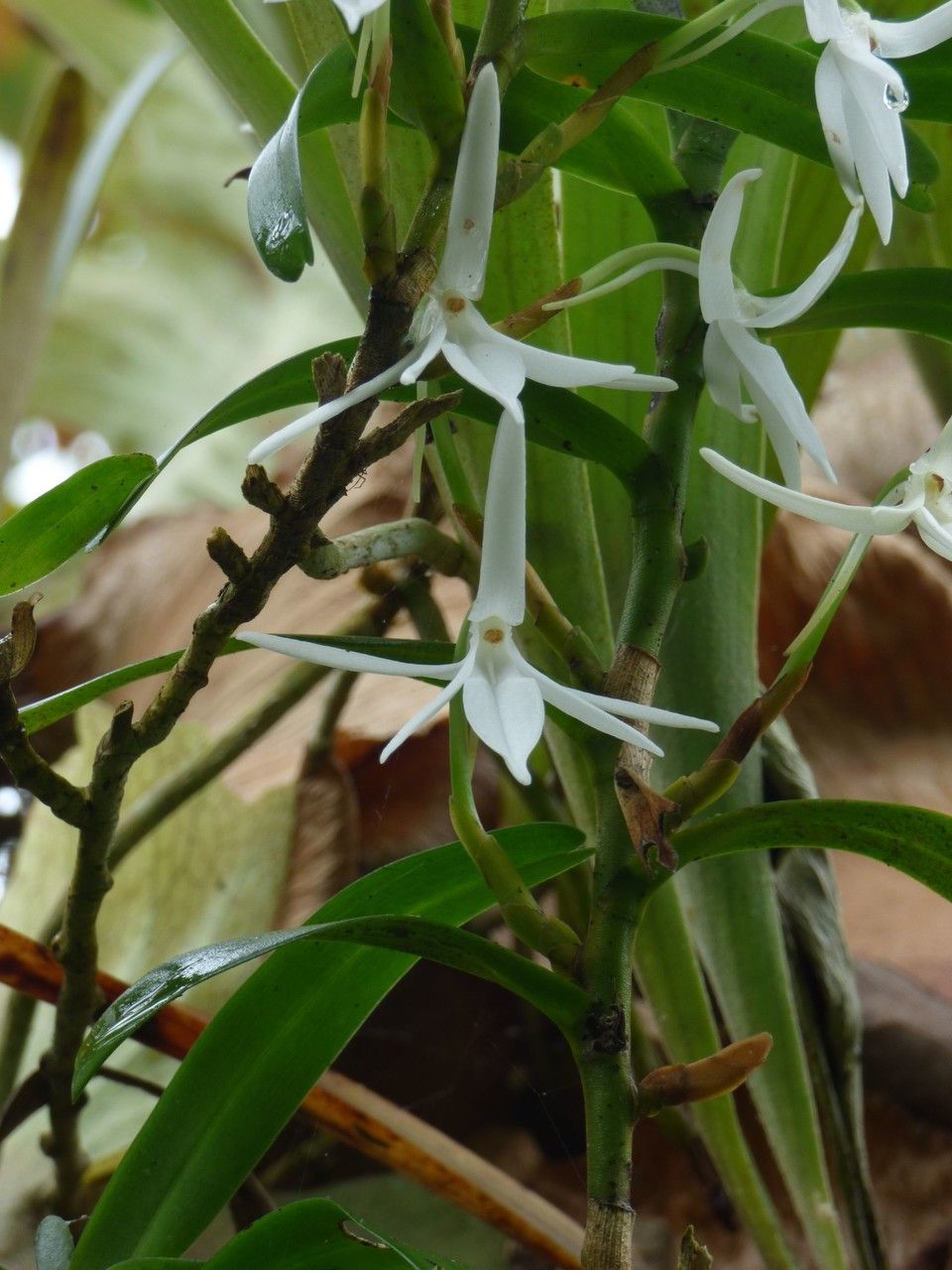 Jumellea rossii flower