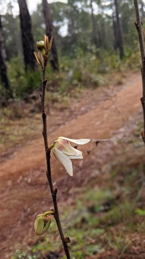 Asimina parviflora flower
