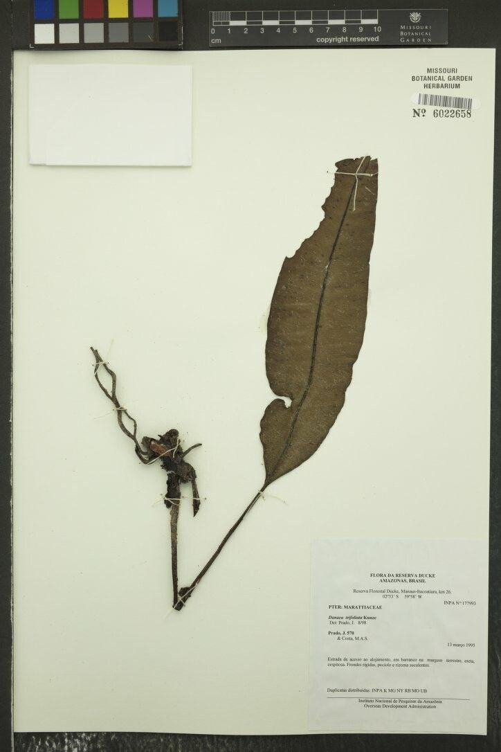 Danaea trifoliata — houseplant care guide