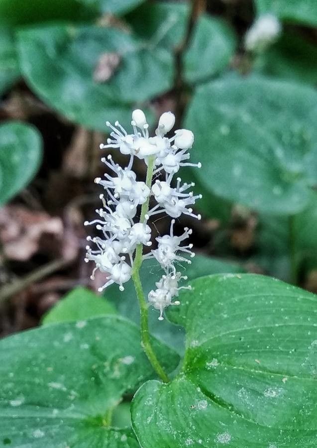 Maianthemum canadense flower