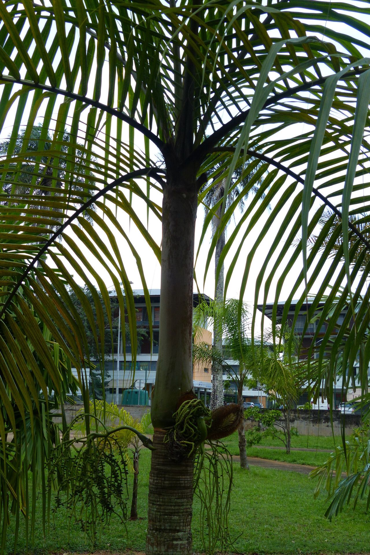 Deckenia nobilis bark