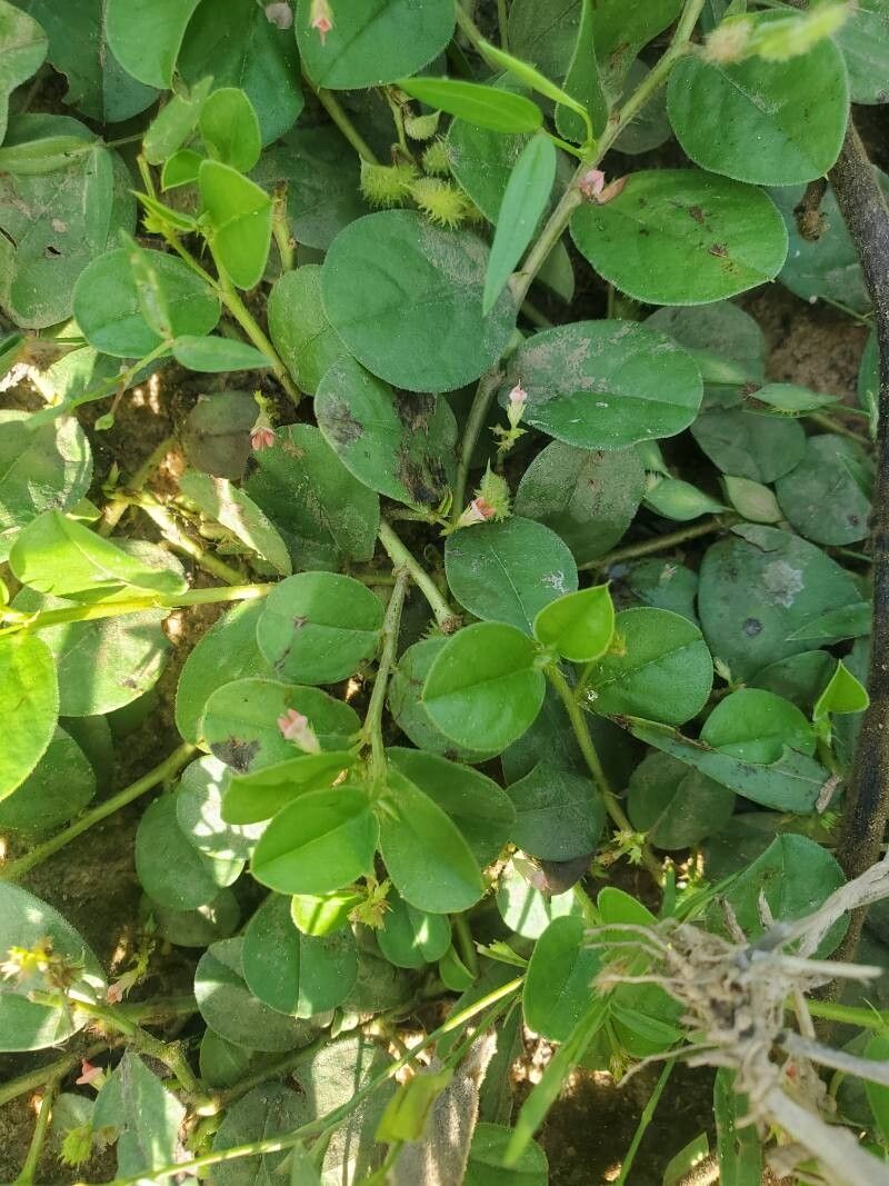 Indigofera nummulariifolia — houseplant care guide