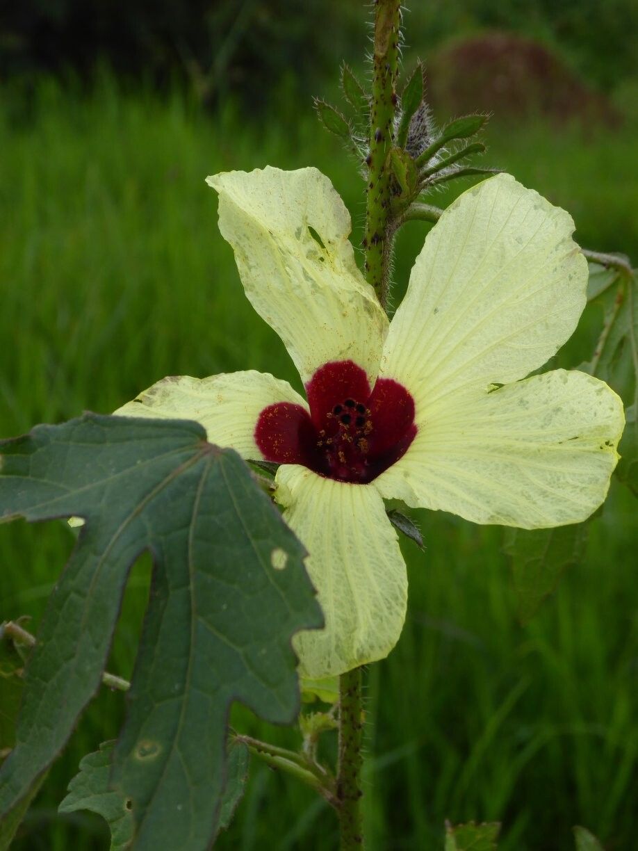 Hibiscus reekmansii — houseplant care guide
