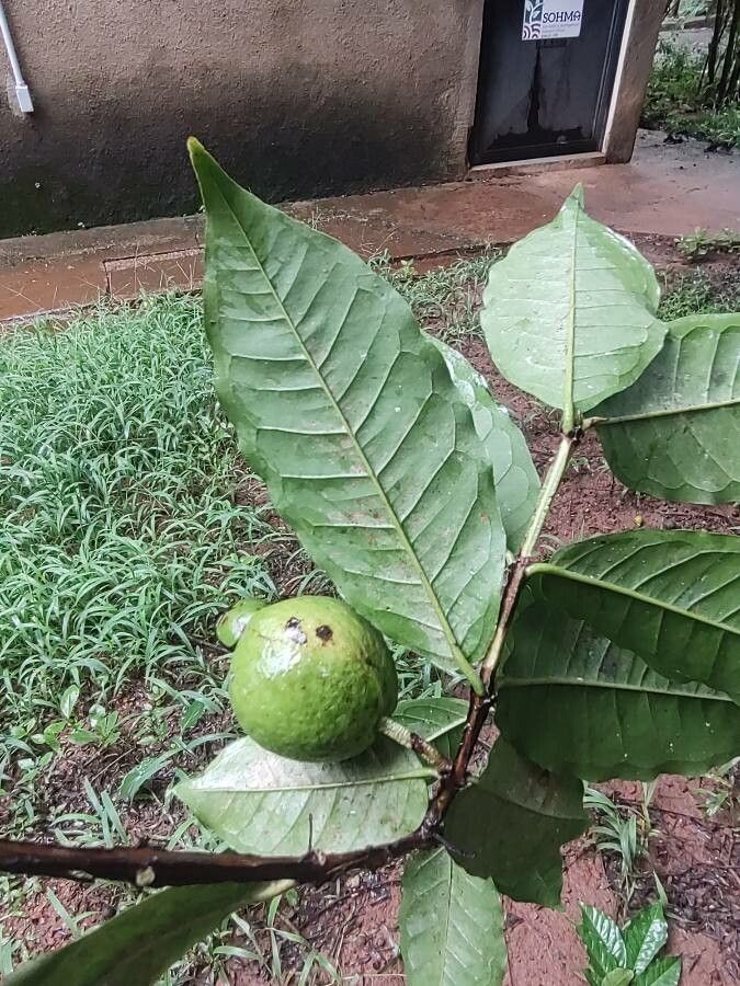 Psidium acutangulum fruit