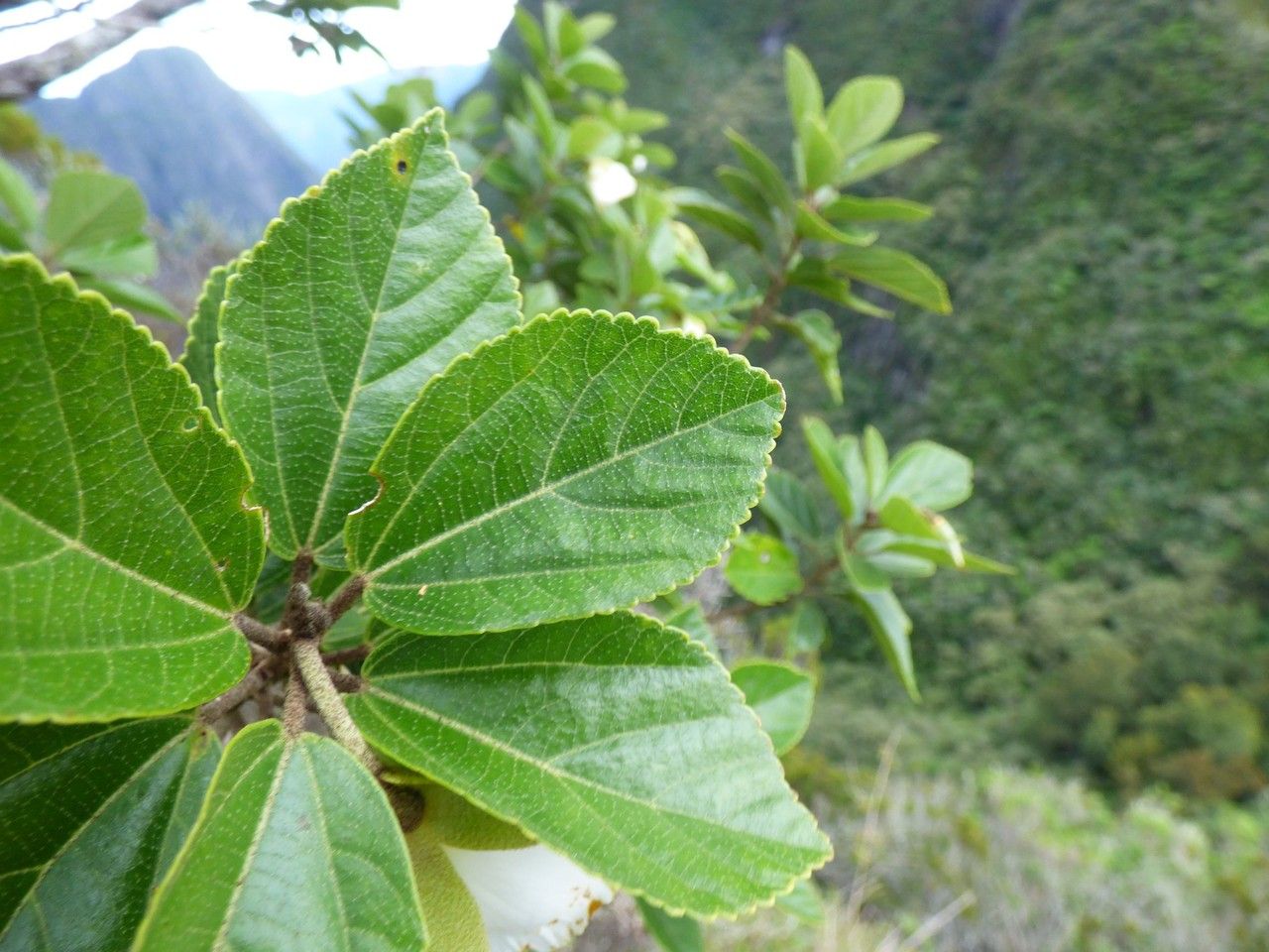Trochetia granulata — related species from the same genus