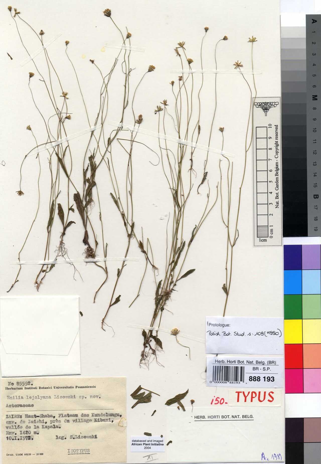 Emilia lejolyana — search result for 'Emilia'