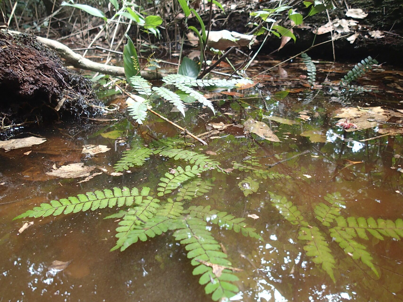 Adiantum vogelii — houseplant care guide