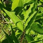 Eutrochium maculatum