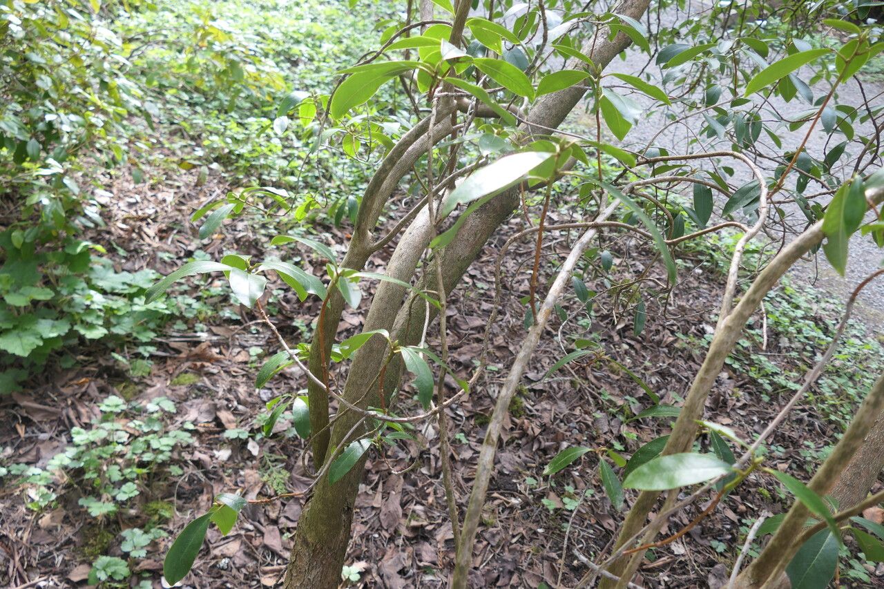 Rhododendron cinnabarinum bark