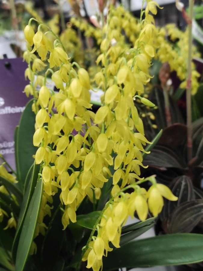 Specklinia grisebachiana flower