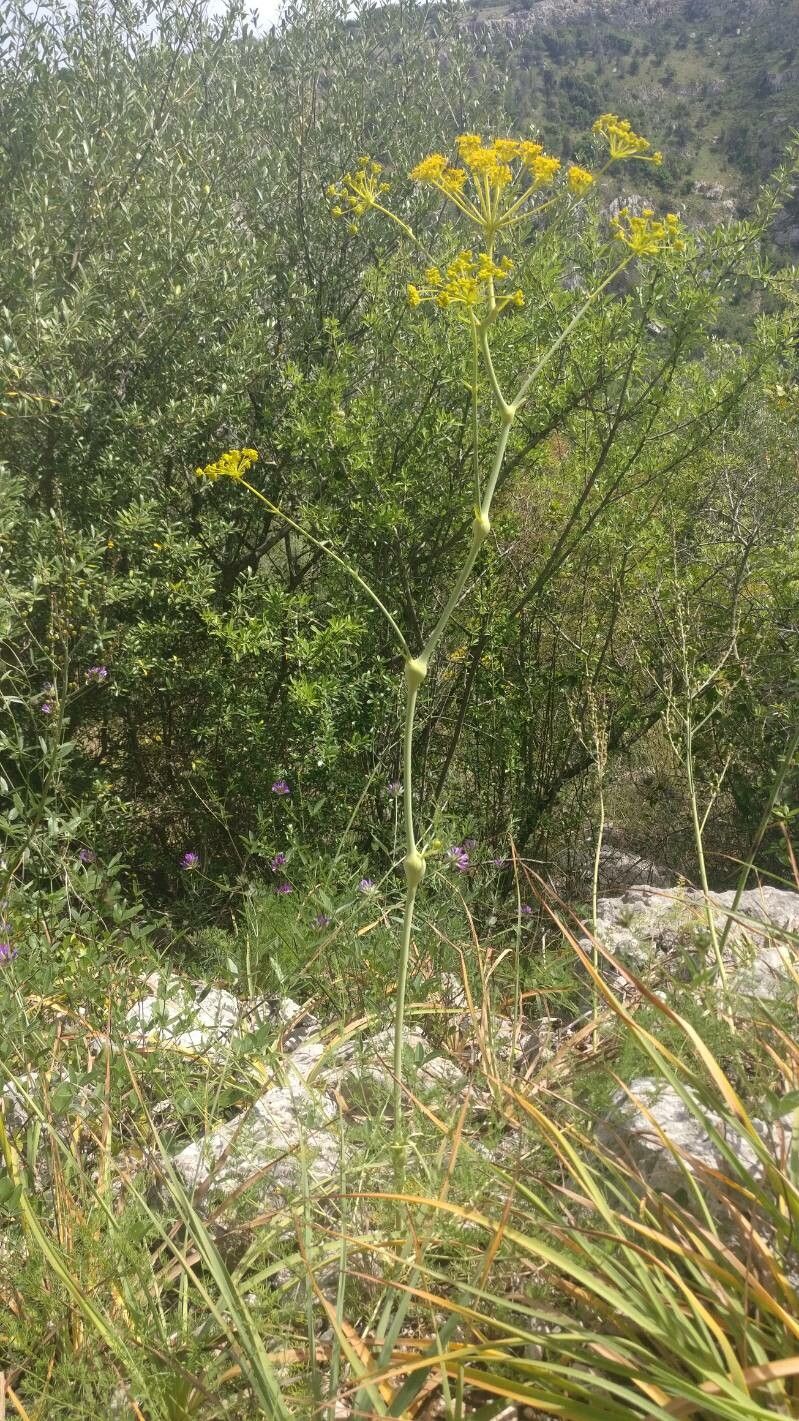 Ferulago nodosa habit