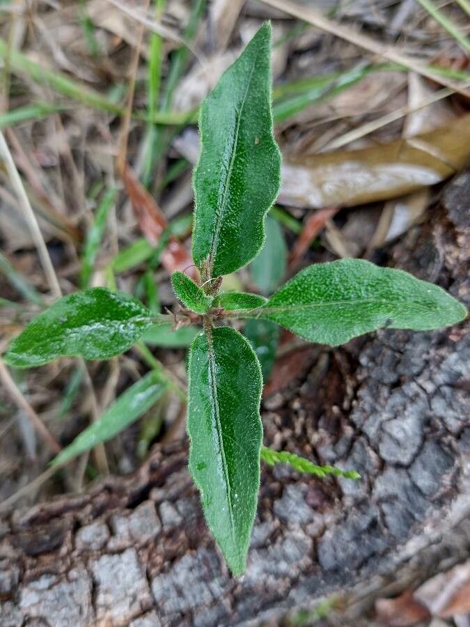 Pseuderanthemum variabile — search result for 'Guinea'
