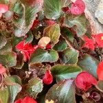 Begonia cucullata
