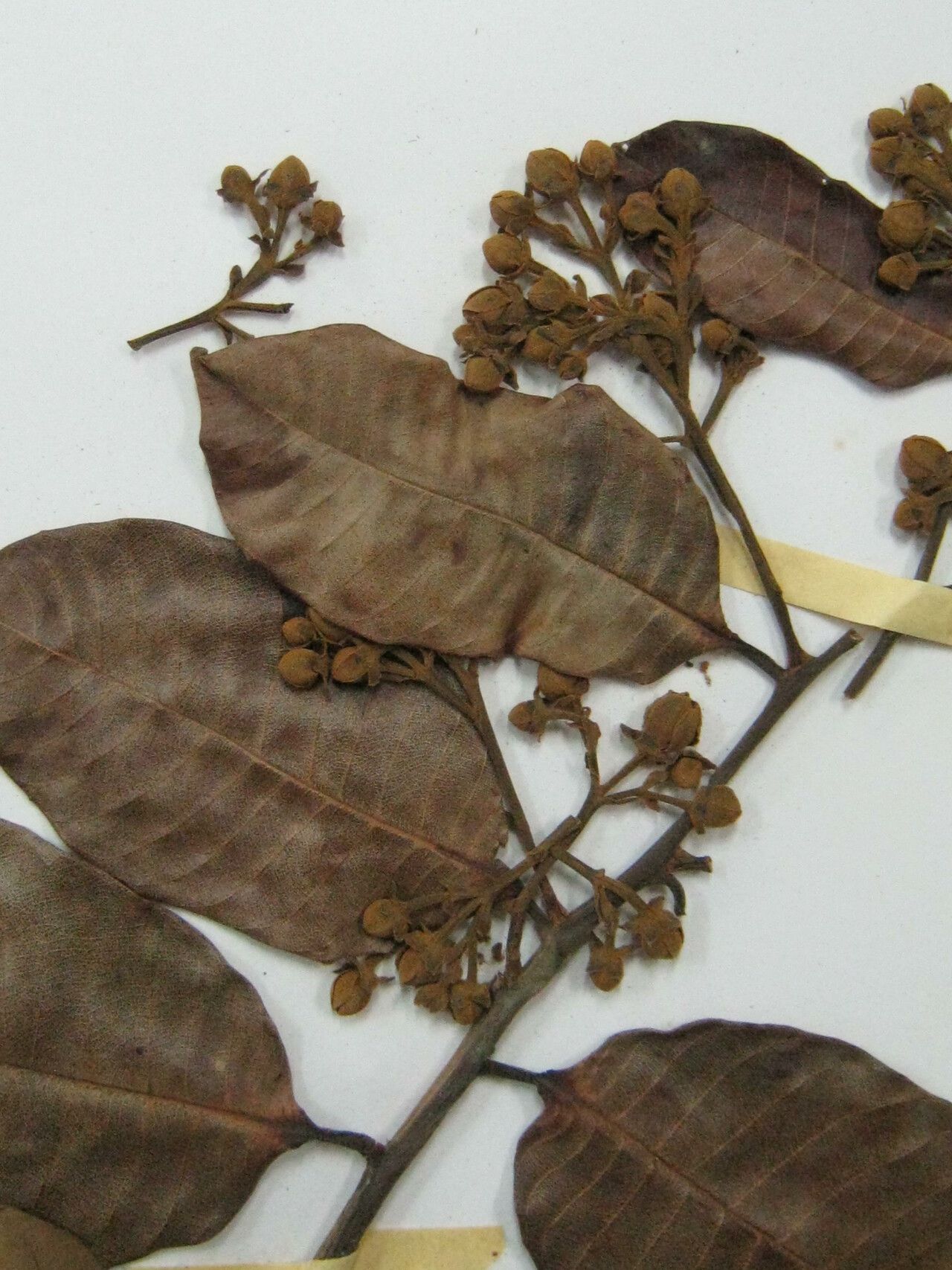 Caraipa punctulata other