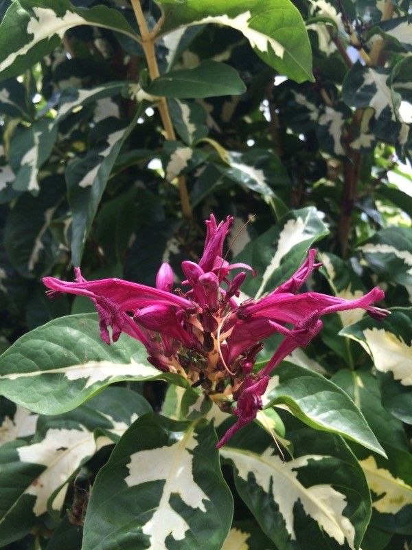 Pseuderanthemum carruthersii flower
