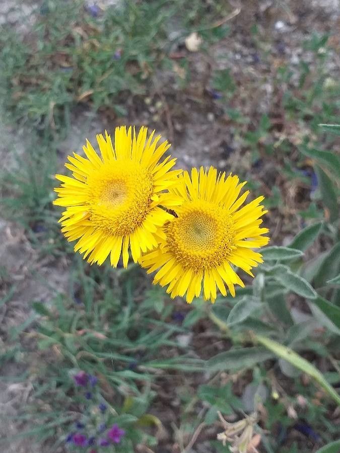 Pentanema montanum flower