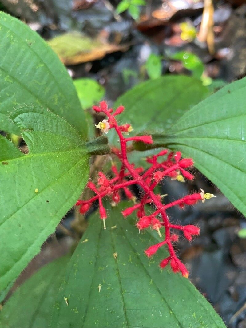 Miconia secungrandifolia flower