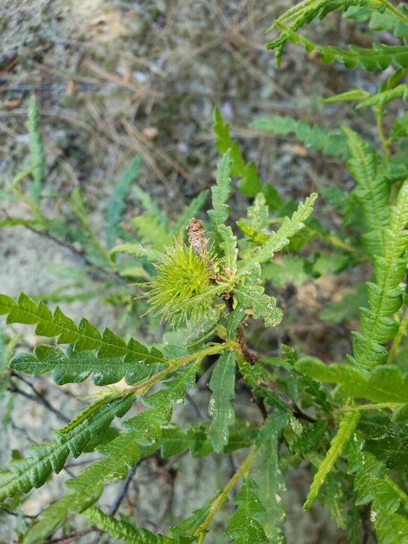 Comptonia peregrina flower