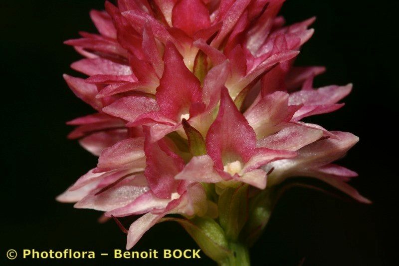 Gymnadenia buschmanniae — related species from the same genus