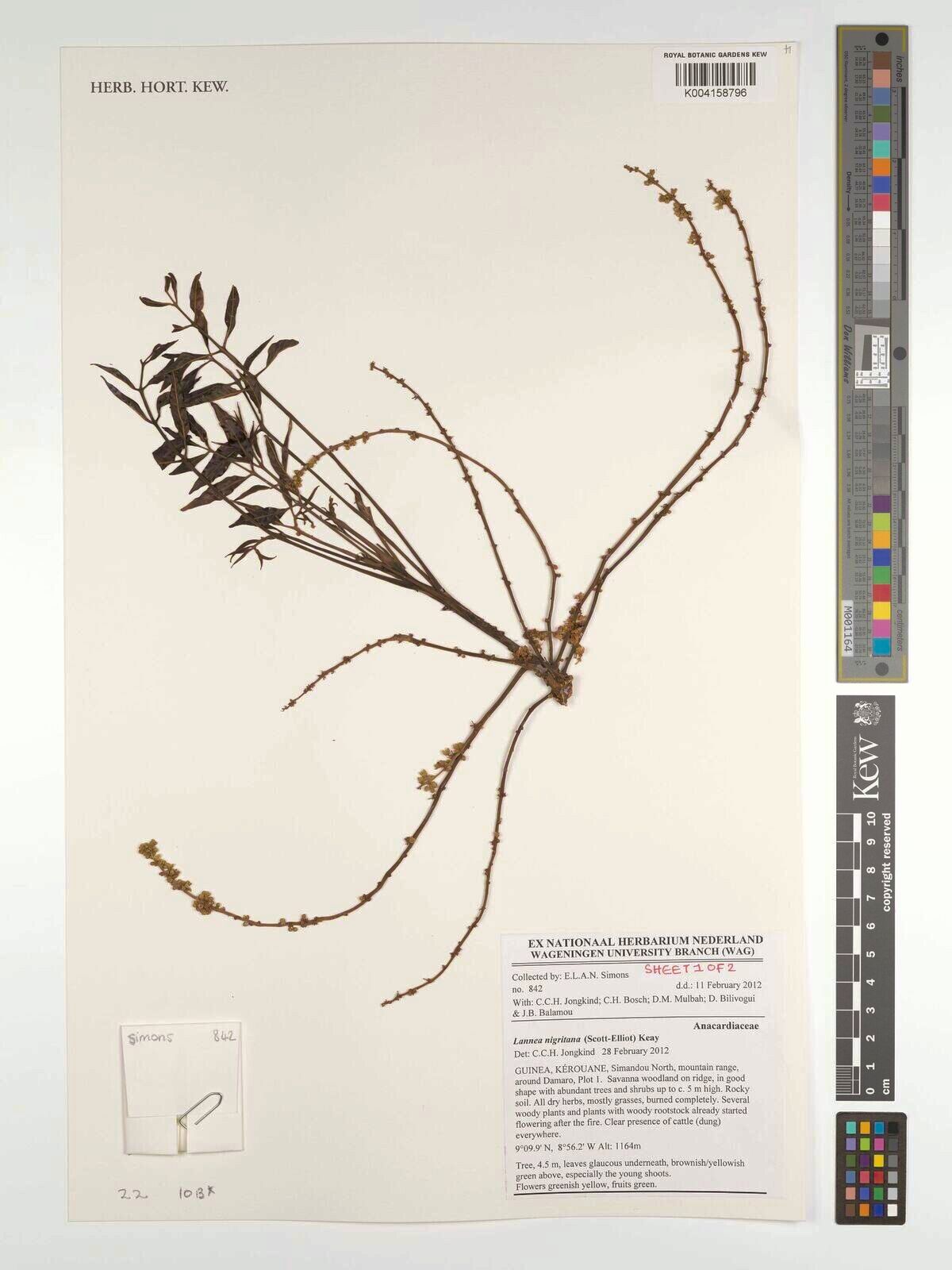 Lannea nigritana other