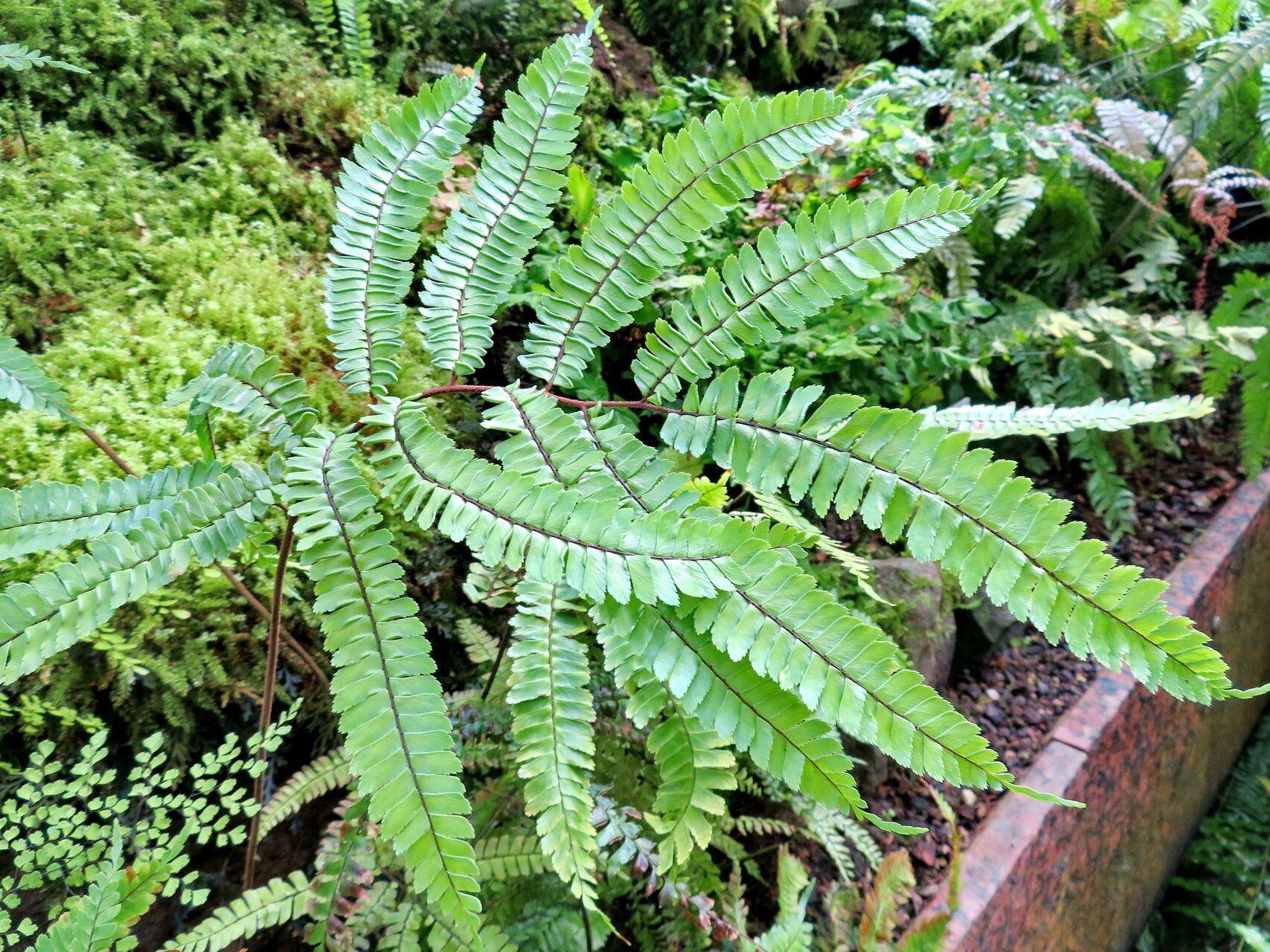 Adiantum amplum